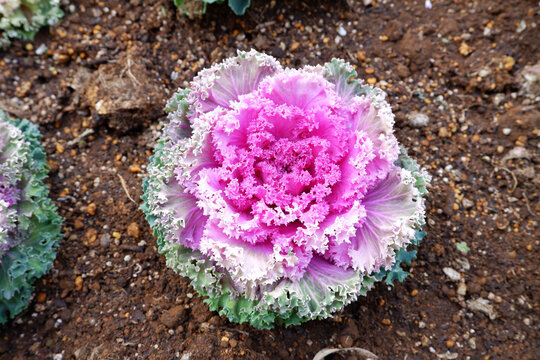Ornamental kale is as known as Brassica oleracea var. acephala