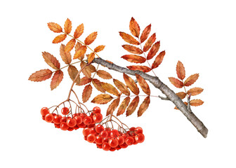 Autumn season rowan tree branch with red berries bunch, yellow leaves. Watercolor painted vintage style illustration. Hand drawn organic rowanberry twig with natural ripe berries on white background