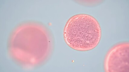 Exploring microscopic cell structures in a lab setting during a biology class demonstration