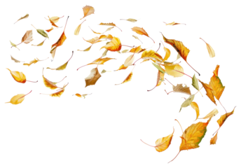 PNG Autumn leaves blowing in wind
