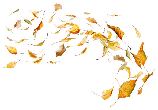 PNG Autumn leaves blowing in wind