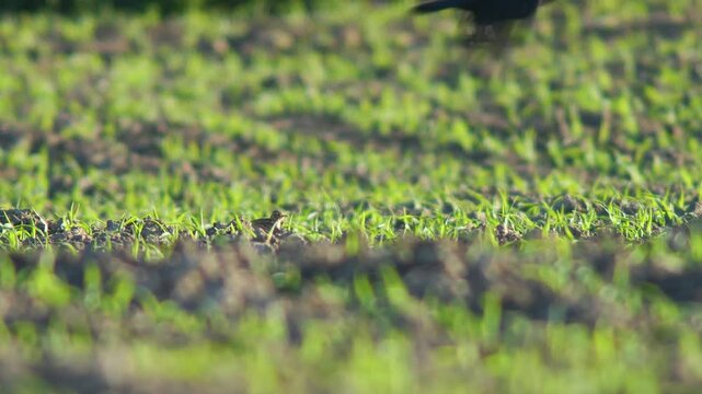 one eurasian Skylark (Alauda arvensis) walks across a corn field looking for food on a sunny summer morning in Magdeburg, Saxony-Anhalt, Germany, Europe