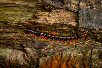 Small centipede with red legs on dead wood, natural background