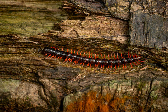 Small centipede with red legs on dead wood, natural background