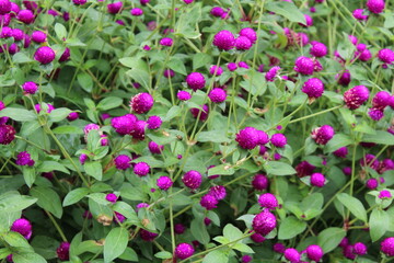 Globe Amaranth beautiful pink color flowers in a garden