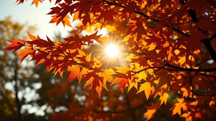 Fototapeta premium Sunlight filtering through autumn leaves on branch