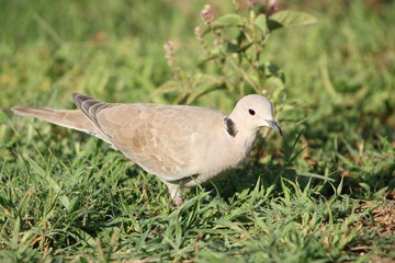 dove on the grass