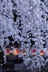 京都平野神社の枝垂れ桜