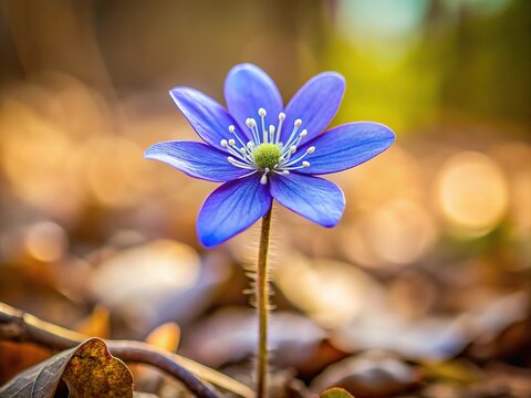 A tiny hepatica flower unfurls its delicate petals amidst the forest's early spring awakening, its subtle beauty a treat for the senses.