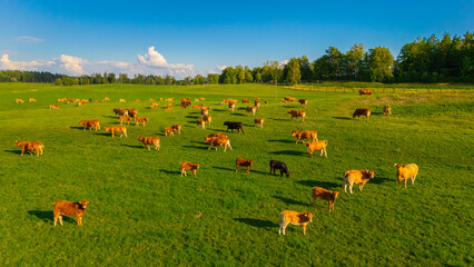 Free range Brown Cows grazing of green grass, grass fed beef, grass fed milk 