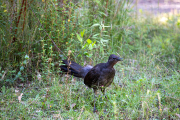 Female Lyrebird in profile, looking towards Camera right.