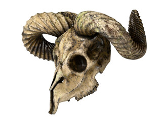 Fototapeta premium the old ram skull. isolated background.