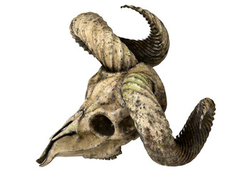 the old ram skull. isolated background.