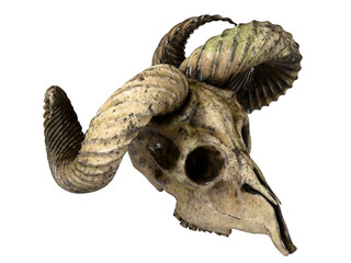 the old ram skull. isolated background.