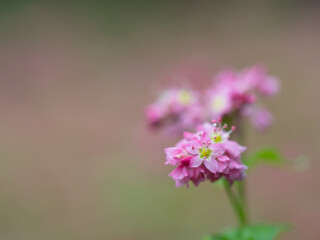 一面のソバ畑の赤蕎麦