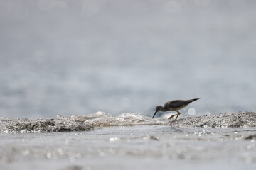 Wandering tattler bird on the shoreline of the South Pacific island of Niue
