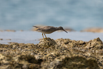 Wandering tattler bird on the shoreline of the South Pacific island of Niue