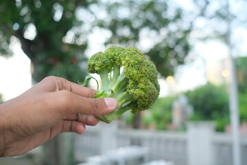 Closeup of a hand holding a fresh green broccoli floret.