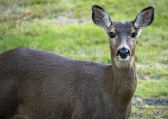 Whitetail deer, a doe portrait, looking at the camera in an alert pose, in Washington state_11302020_0901.