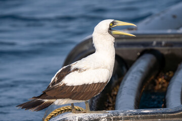 Masked booby (Sula dactylatra),ormasked gannet or the blue-faced booby close up