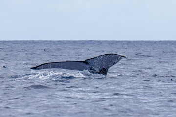A tail of. a humpback whale migrating through Niue in the South Pacific