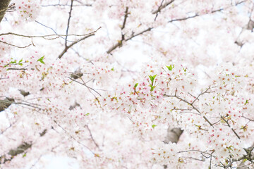 Cherry blossom in spring, full bloom flowers