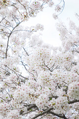 Naklejka premium Cherry blossom in spring, full bloom flowers