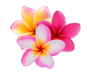 frangipani flower isolated, png