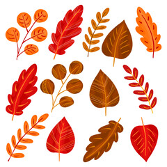 Obraz premium Leaves in autumn colors. Set of different leaves. Isolated color elements, clipart on white background. Nature symbol of autumn