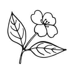 Flower of jasmine. Hand drawn vector illustration in outline style.