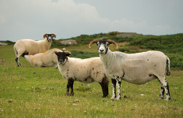 A bunch of sheeps having lunch