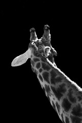 girafa beleza zoo Giraffe Images Pictures