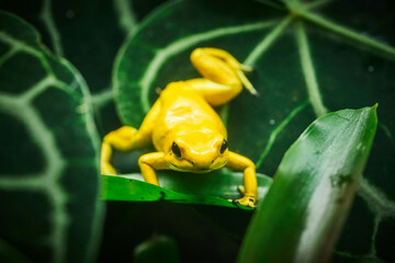 Frog  Animals Images Pictures Nature