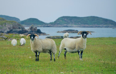 Naklejka premium A bunch of sheeps having lunch