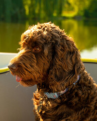 My dog on a boat