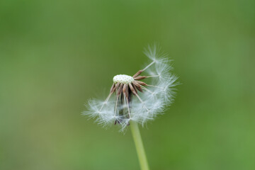 綿毛が少ないたんぽぽの綿毛