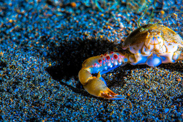 Philippines PG Island - Close-up of underwater creatures