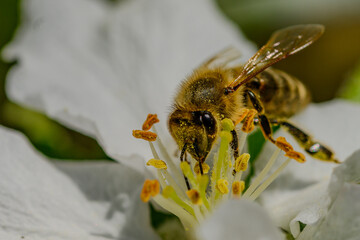 Nahaufnahme einer nektarsaugenden Honigbiene © Joachim