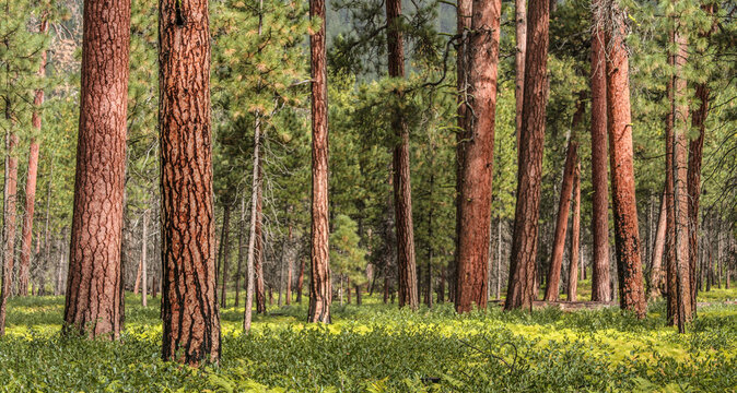 Ponderosa pine forest after rain near Bend, Oregon.