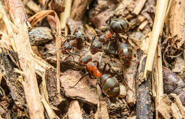 ants in detail on the ground