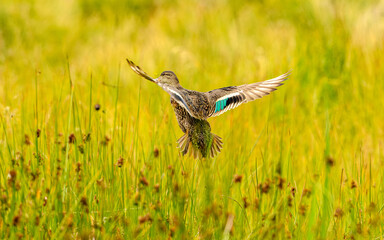 mallard wild duck (Anas platyrhynchos) female flying from reeds