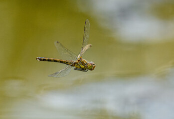 vagrant darter dragonfly (Sympetrum vulgatum) in flight
