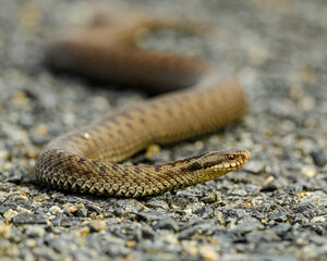 common European adder or viper (Vipera berus)