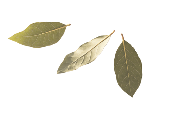 Three Bay Leaves, One Gold-Toned, Isolated on White