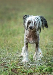 Beautiful purebred Chinese Crested dog on a walk.
