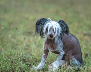 Beautiful purebred Chinese Crested dog on a walk.