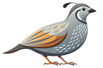  California quail vector art illustration 