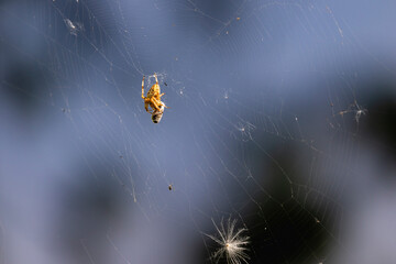 Cross Spider with a prey