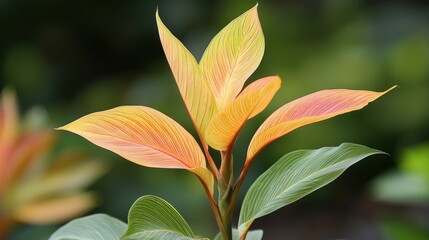 Vivid Canna Leaf in Close-up Detail - Exotic Tropical Foliage Nature Background
