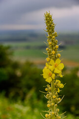 Eine blühende Königskerze